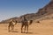Resting camels in the Red Desert in Wadi Rum, Jordan, Middle East