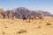 Resting camels, Wadi Rum desert, Jordan