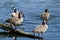 Resting Canada Geese