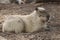 Resting Capybara