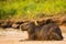 Resting Capybara with Cattle Tyrant on Back