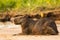 Resting Capybara with Cattle Tyrant on Beach