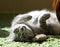 Resting cat in a shadow, dreaming cat face close up, lazy cat, lazy cat on day time, animals, domestic cat, cat resting on a sun