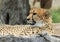 Resting cheetah