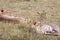 Resting cheetahs in the Maasai Mara National Reserve