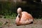 Resting Chilean Flamingo Bird