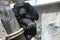 resting chimpanzee portrait