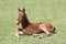 A resting colt