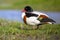 Resting Common shelduck