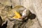 Resting Common squirrel monkey, Saimiri sciureus,