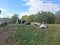 Resting cows in the fall in the afternoon - photo