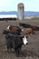 Resting cows, Suvie Island Oregon.