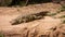 Resting crocodile on the hot sand