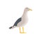 Resting curious standing sea bird, half side view, long neck, white feathers, legs, yellow beak, folded spotted wings