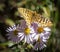 Resting On the Daisies