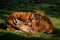 Resting deer on the grass.