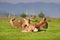 Resting Deer on spring field