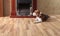 Resting dog on a wooden floor near to a fireplace