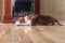 Resting dog on a wooden floor near to a fireplace