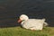Resting domestic goose