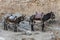 Resting donkeys in Lindos