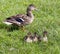 Resting Ducklings