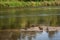 Resting ducks on sand on wide still river in summer day in forest