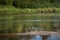 Resting ducks on sand on wide still river in summer day in forest