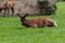 Resting Elk at Mammoth Village