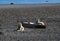 Resting Ellesmere Island Sled Dogs