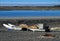 Resting Ellesmere Island Sled Dogs