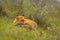 Resting european red fox