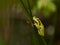 Resting european tree frog with green background, Czech Republic