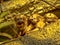 Resting family Golden lion tamarin, Leontopithecus rosalia