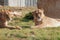 Resting female lions the ground.