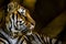 Resting fierce-looking tiger against a dark blurry background