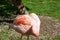 A Resting Flamingo