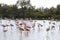 Resting flamingos in the Camargue, France