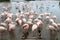 Resting flamingos and ducks, Camargue, France