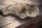 Resting fluffy cat on wooden background. Lady-