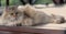 Resting fluffy cat on wooden background. Lady-