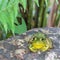 The Resting Frog