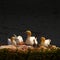 Resting gannet family at sundown Germany