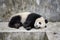 Resting giant panda, Chengdu, China