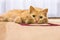 Resting ginger cat