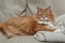 Resting ginger tabby cat