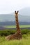 Resting Giraffe Overlooking Hills