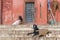 Resting goat on the ghat step of Varanasi , India