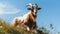 Resting Goat On Hill: Dark Amber And Sky-blue Uhd Image