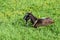 A resting goat on a spring green meadow with dandelions on a clear sunny day